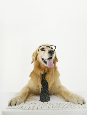 Golden Retriever Using Computer