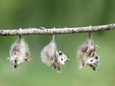 Buy Baby Opossum Hanging from Branch at AllPosters.com