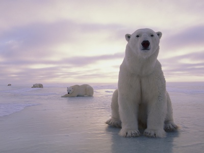 Buy Polar Bears at AllPosters.com