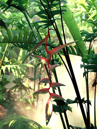 Heliconia Growing Among Tropical Ferns