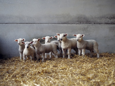 Lambs in Barn