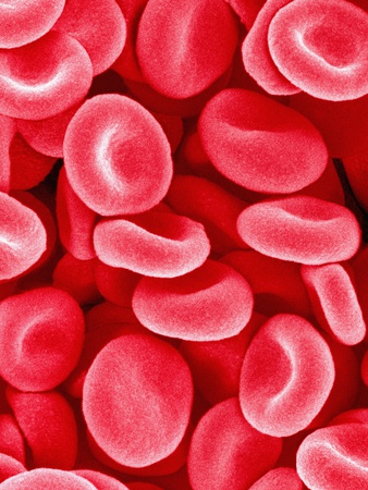 individual red blood cells