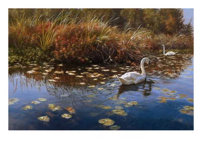 Trumpeter Swans