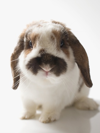 Lop-Eared rabbit