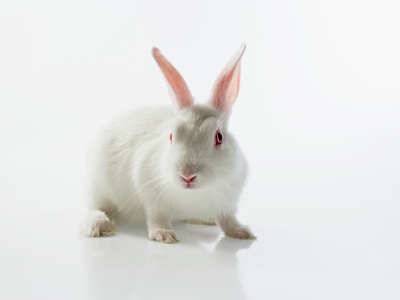 White rabbit