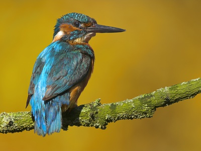 Buy Common Kingfisher Perching at AllPosters.com