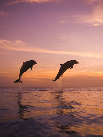 Buy Jumping Bottlenose Dolphins at AllPosters.com