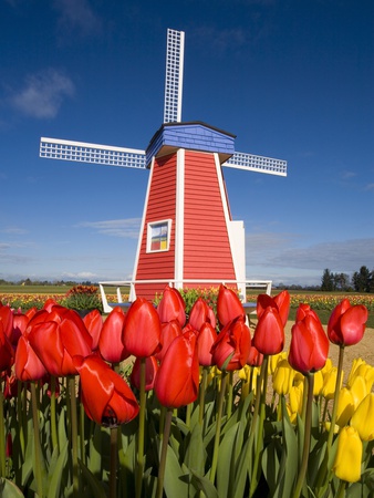 Windmill in Tulip Field