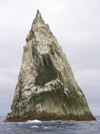 Buy Imperial Shags Nesting on Rocky Pyramid of Shag Rocks at AllPosters.com