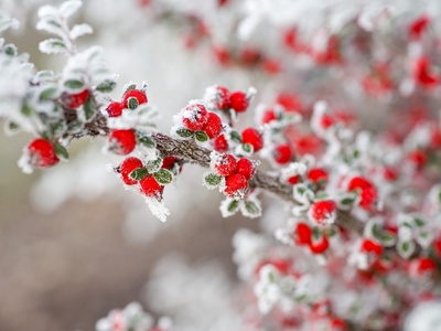 Buy Frost-Covered Berries at AllPosters.com