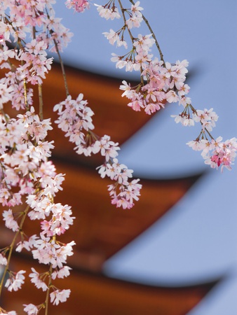 Cherry Blossoms at Itsukushima Jinja Shrine