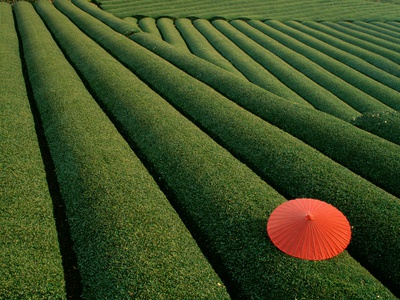 Umbrella in Tea Fields