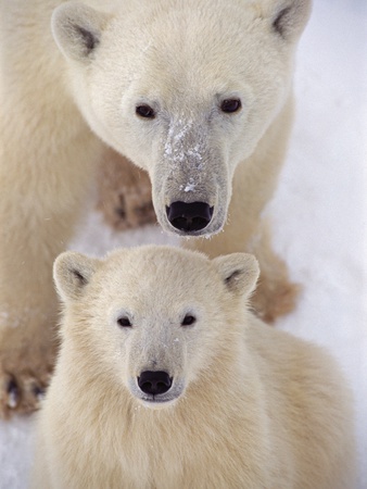 Buy Polar Bear Sow and Cub at AllPosters.com