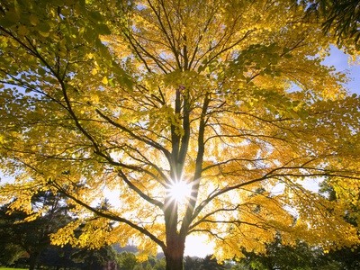 Buy Tree at AllPosters.com