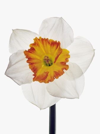 White Daffodil