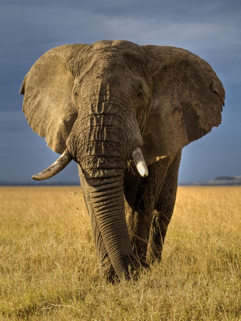 Buy African Elephant at AllPosters.com