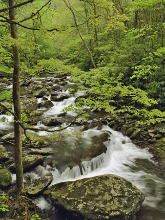 Middle Prong of the Little Pigeon River Cascading over Rocks