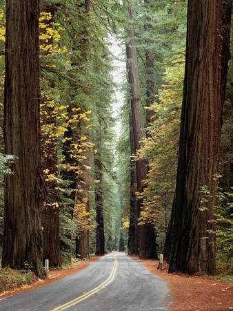 Buy Avenue of the Giants in Autumn at AllPosters.com
