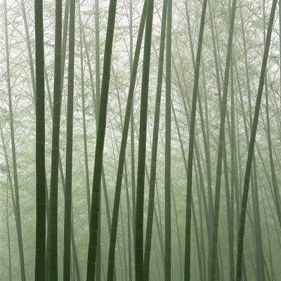 Chinese Bamboo Forest