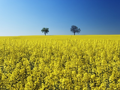 Two Maple Trees in Rape Plant Field