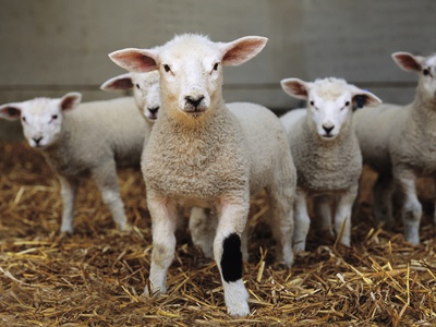 Lambs