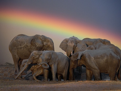 Buy Elephants Taking Mud Bath at AllPosters.com