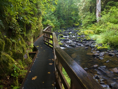 Wet trail along Sweet Creek near Florence on the Oregon Coast