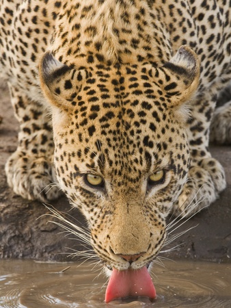 Leopard Drinking, Greater Kruger National Park, South Africa
