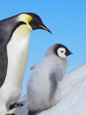 Buy Emperor penguin with chick at AllPosters.com