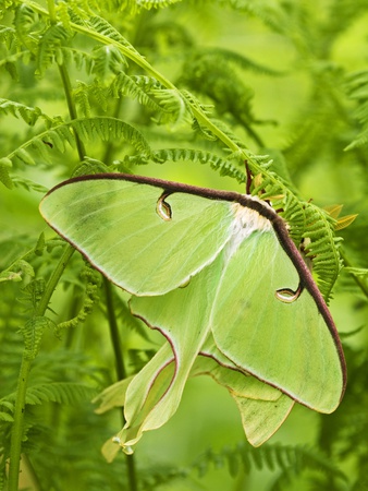 Luna Moth (Actias Luna) Mating Pair Among Hay-scented Ferns, Lively, Ontario, Canada.