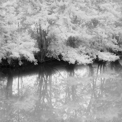 Buy Spring Foliage Reflected on Lake by Chip Forelli at AllPosters.com
