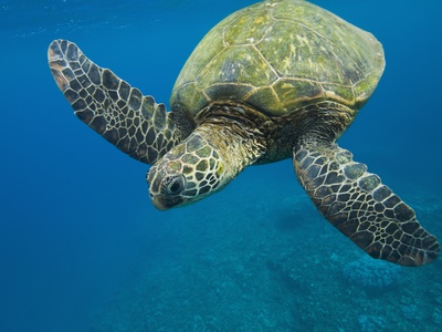 Adult Green Sea Turtle (Chelonia Mydas) in the Protected Marine Sanctuary at Honolua Bay