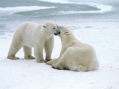 Buy Polar bears at AllPosters.com