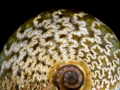 65 million year old ammonite fossil