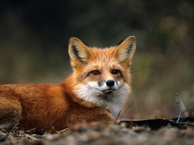 Red Fox in a Trap during Wolf Research Project, La Mauricie National Park, Quebec Poster