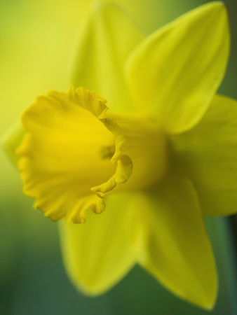 Narcissus Golden Harvest