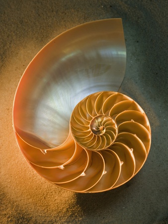 Interior of nautilus shell on sand