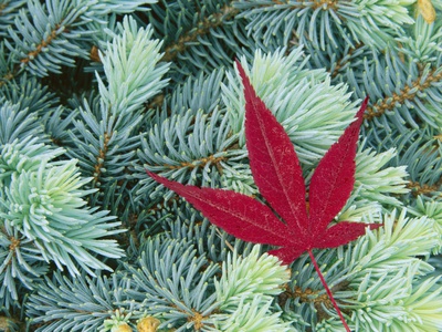 Japanese Maple Leaf on Evergreen