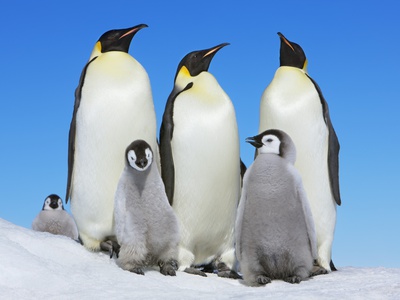 Buy Emperor penguin with group with chicks at AllPosters.com