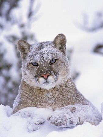 Cougar,Mountain Lion,Puma Yearling male in winter Rocky Mountains Felis concolor