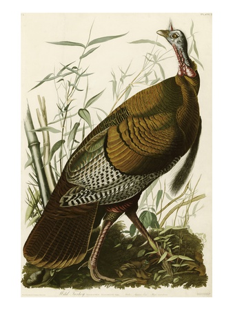 Wild Turkey