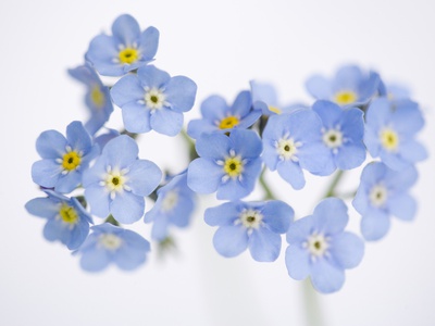Arctic forget-me-nots Poster