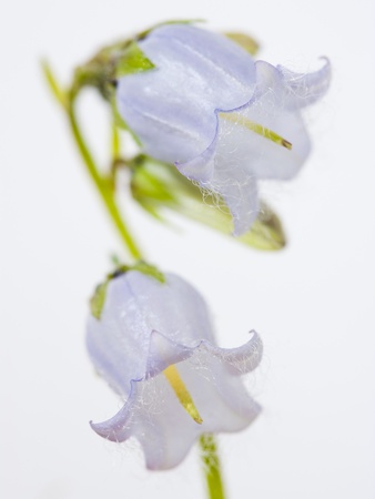 Bearded Bellflower