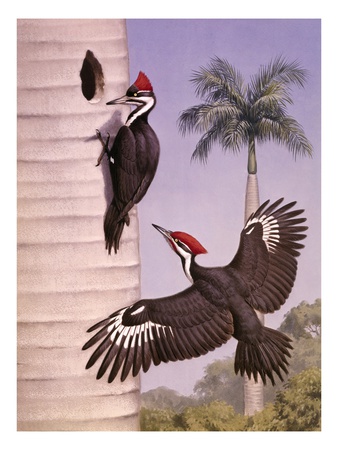 A Pair of Pileated Woodpeckers Nest in a Dead Royal Palm Tree