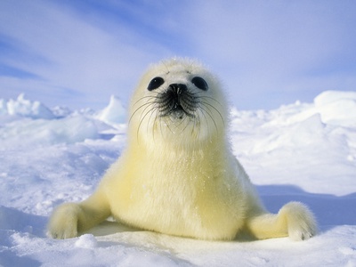 Newborn Harp Seal (Phoca Groenlandica) Pup (yellowcoat), Gulf of the St. Lawrence River, Canada. Na