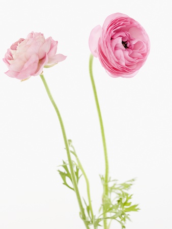 Pink flowers
