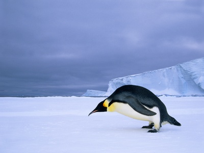Buy Emperor Penguin (Aptenodytes Forsteri) at the Edge of the Shorefast Ice, Drescher Inlet, 72 Degrees at AllPosters.com