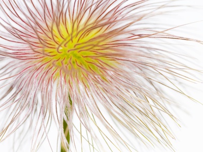 Fruit of an Alpine pasqueflower