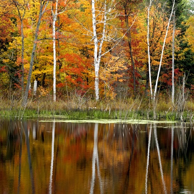 Autumn Colour Reflected in a Beaver Pond, Point Au Baril, Ontario, Canada.