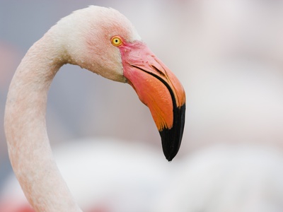 Greater Flamingo